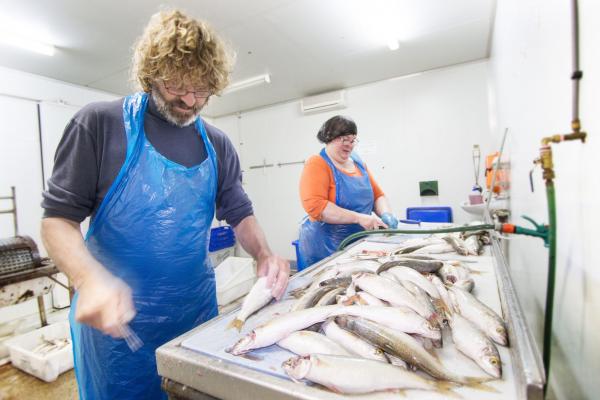 Coorong Wild Seafood Coorong Mullet processing Fishing in Meningie